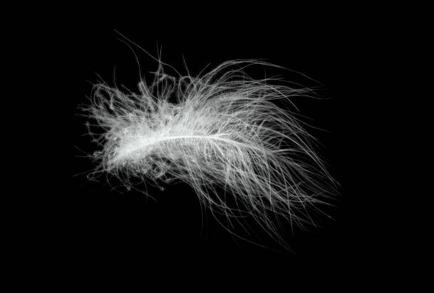 istock white duck feathers isolated on black background 1364454931