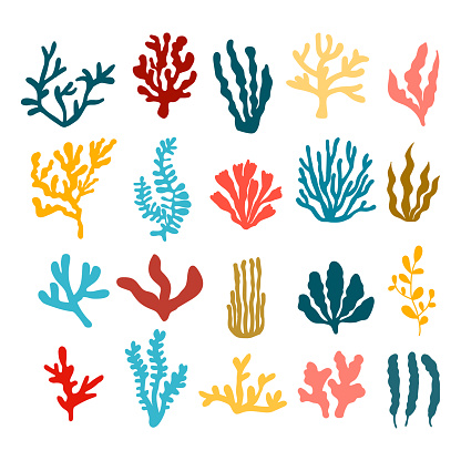 Sea life set of vector images of algae. Cute flat childish illustrations of aquatic plants.