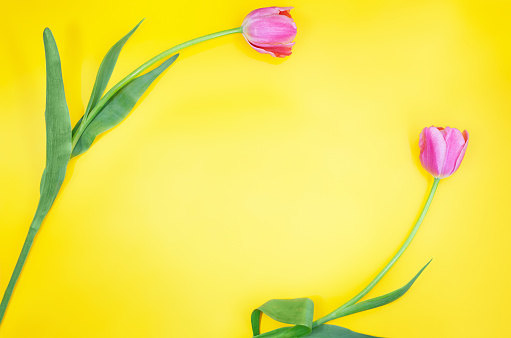 Two pink tulips bent into frame on yellow background. Holidays, Spring, March 8, International Women's, Mother's Day, Birthday. Copy space