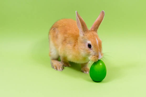 Easter bunny with a green painted egg on a green background. Easter holiday concept