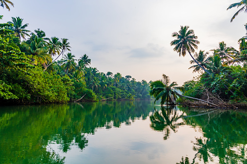 Lush greenery with Palm trees or Coconut trees and Backwater A Shot from Kerala India