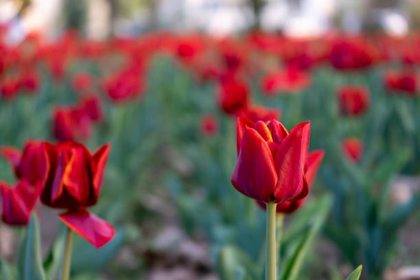 istock Close-up of a tulip 1364457459
