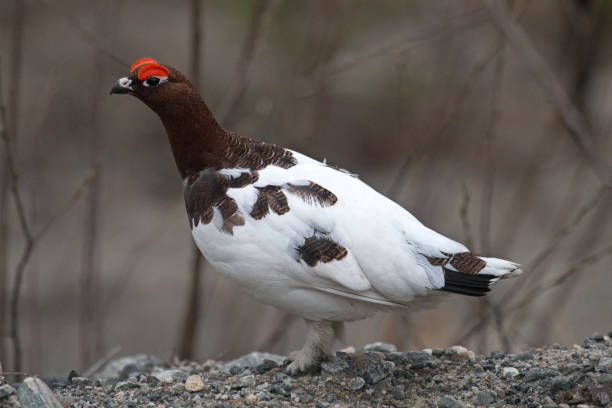 istock willow grouse (Lagopus lagopus) male in breeding plumage 1364457585