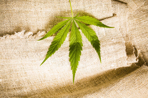 natural hemp coarse fabric and fresh cannabis leaf stock photo