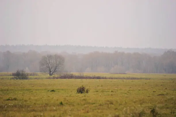 Photo of autumn meadow near the Church of the Intercession on the Nerl in Bogolyubovo