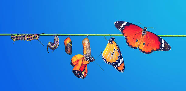 papillon monarque, chenille, nymphe et émergence avec chemin de coupe. - butterfly monarch butterfly spring isolated photos et images de collection