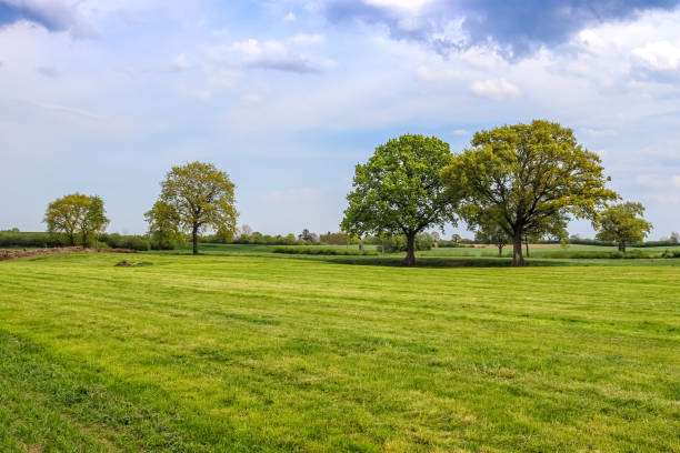 istock Lonely old tree on a green meadow with a blue sky in summer 1364458681