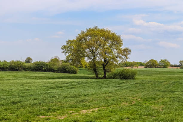istock Lonely old tree on a green meadow with a blue sky in summer 1364458710