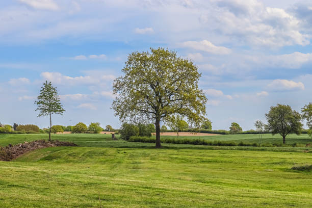 istock Lonely old tree on a green meadow with a blue sky in summer 1364458732