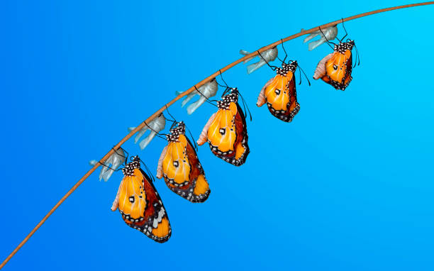 istock Monarch Butterfly , caterpillar, pupa and emerging with clipping path. 1364458835