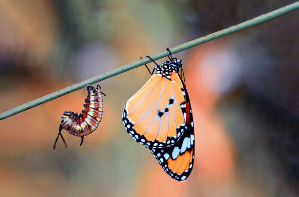 istock Monarch Butterfly , caterpillar, pupa and emerging with clipping path. 1364458944