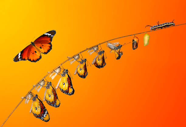 istock Monarch Butterfly , caterpillar, pupa and emerging with clipping path. 1364459000