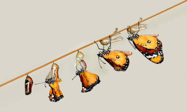 istock Monarch Butterfly , caterpillar, pupa and emerging with clipping path. 1364459041