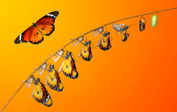 istock Monarch Butterfly , caterpillar, pupa and emerging with clipping path. 1364460193