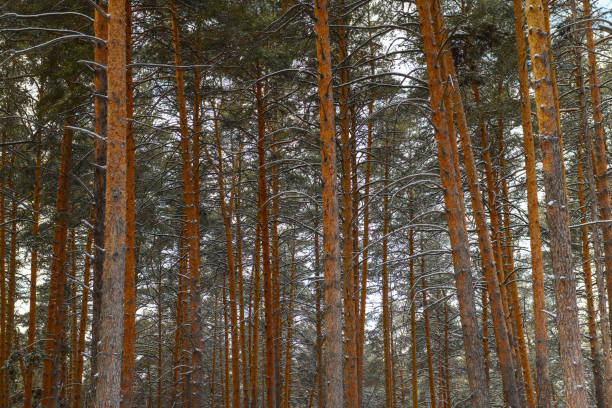 istock Crowns of pine trees, spruce in winter forest. Pine trunks close-up 1364460298