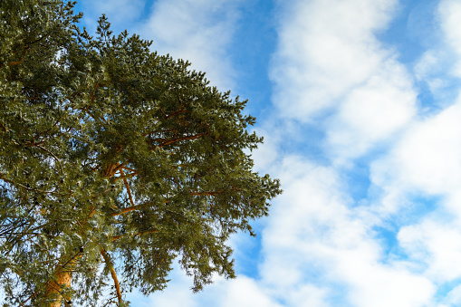 Evergreen tree and blue sky in winter, bottom view, copy space