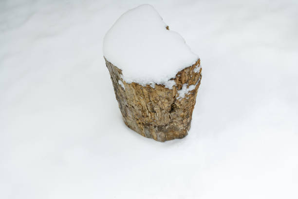 Tree stump in the snow in a snowdrift