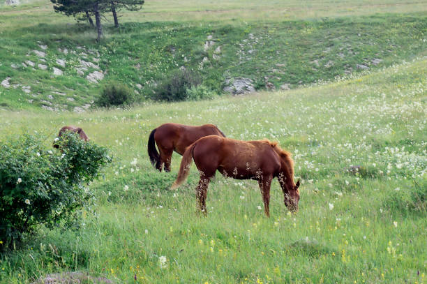 istock Wild horses graze on a green summer meadow. 1364460486