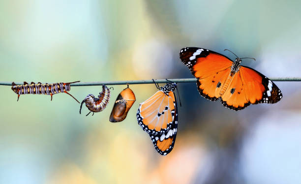istock Monarch Butterfly , caterpillar, pupa and emerging with clipping path. 1364460664