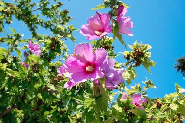 Beautiful pink flowers of Ketmia syryjska (Hibiscus syriacus) against a blue sky.