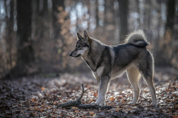 Wild dog in the forest.