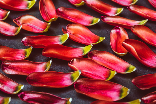 Red tulip petals on black background. Abstract bacground.