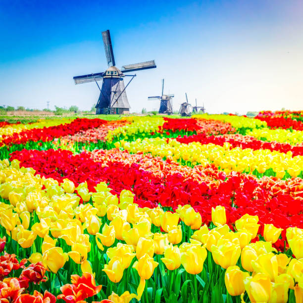 istock dutch windmill over tulips field 1364462035