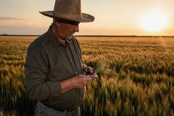 istock Senior farmer standing in wheat at sunset. 1364462209