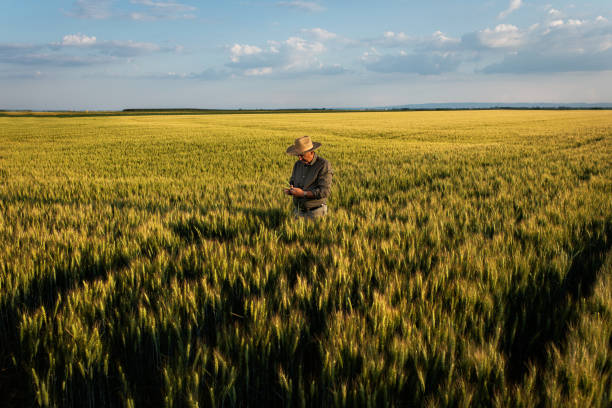 istock Senior farmer standing in wheat at sunset. 1364462925