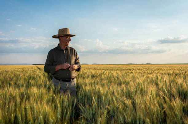 istock Senior farmer standing in wheat at sunset. 1364462994