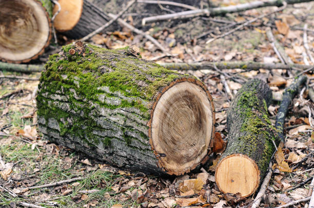 istock felled fallen tree with traces of a chainsaw 1364463150