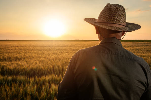 Rear view of senior farmer standing in wheat at sunset.