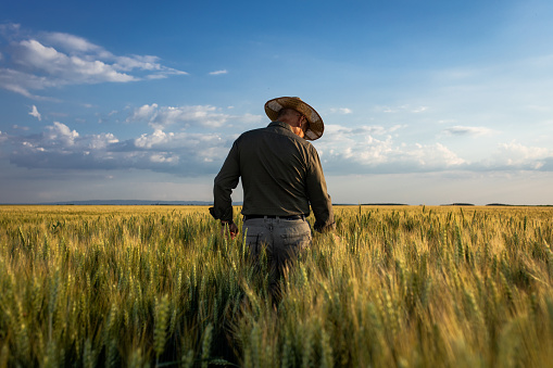 Rear view of senior farmer standing in wheat at sunset.