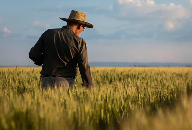 istock Senior farmer standing in wheat at sunset. 1364463474
