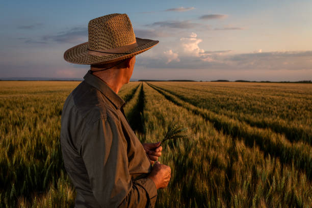 istock Senior farmer standing in wheat at sunset. 1364463551