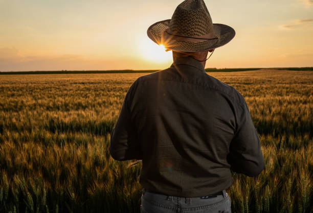 istock Senior farmer standing in wheat at sunset. 1364463587