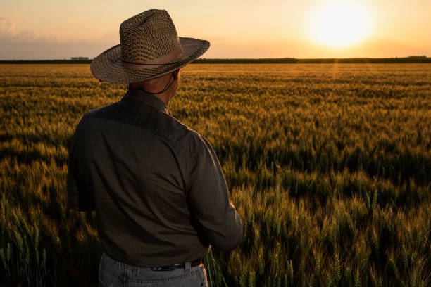 istock Senior farmer standing in wheat at sunset. 1364464141