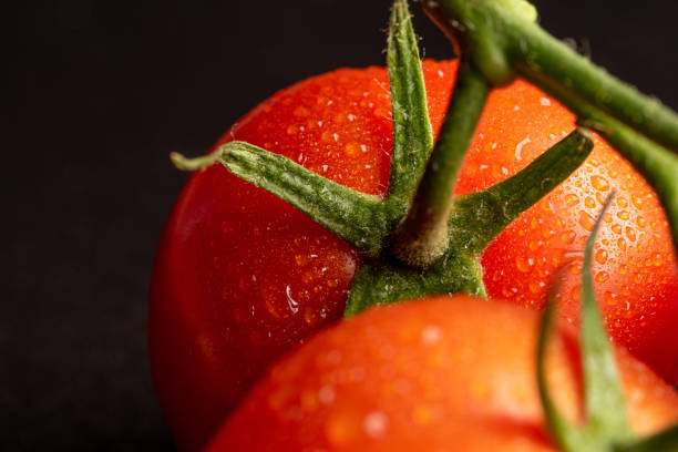 istock Tomatoes, beautiful tomatoes with water drops arranged on a dark surface, selective focus. 1364466099
