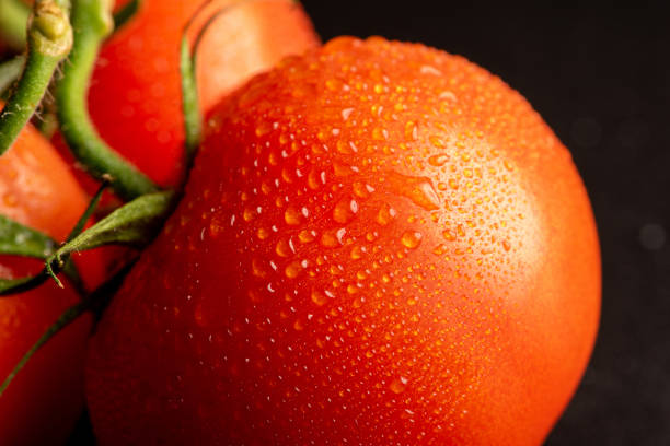 istock Tomatoes, beautiful tomatoes with water drops arranged on a dark surface, selective focus. 1364466103