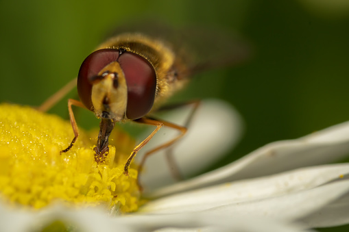 Hoverfly (syrphid) foraging on a daisy