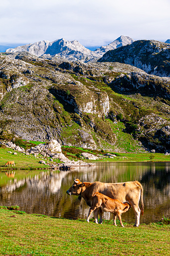 Cow suckled to calf in the Lakes of Covadonga
