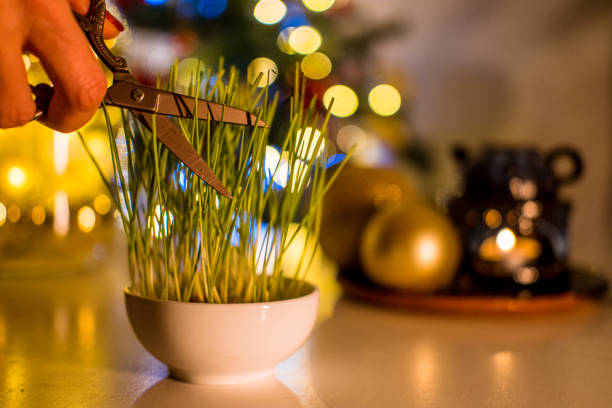 istock Christmas wheat on table, close up on a hand cutting the grass. 1364467630