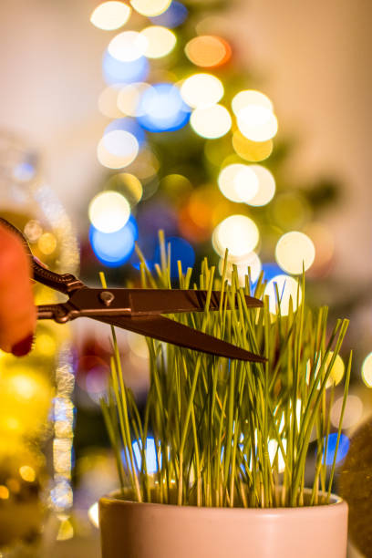 istock Christmas wheat on table, close up on a hand cutting the grass. 1364467659