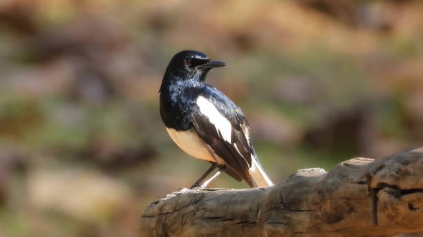 Oriental magpie-robin (Copsychus saularis) Oriental magpie-robin (Copsychus saularis) oriental magpie robin bird copsychus saularis perching on a branch stock pictures, royalty-free photos & images