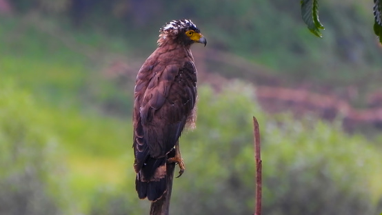 crested serpent eagle (Spilornis cheela) is a medium-sized bird of prey