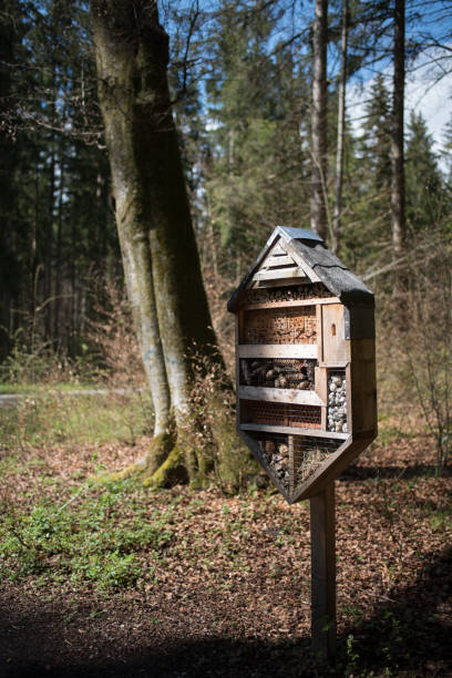 istock Insect hotel or bug hotel in forrest or woods 1364468636
