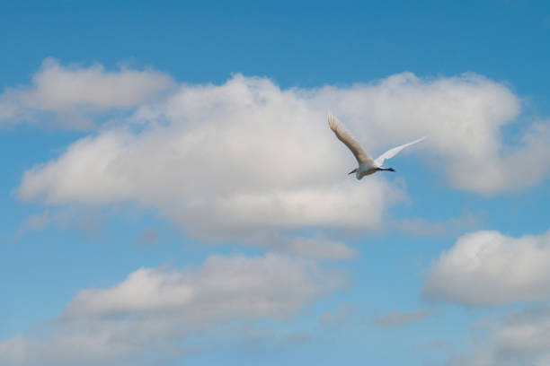 istock The flight of the little egret. 1364468869