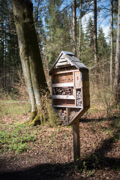 istock Insect hotel or bug hotel in forrest or woods 1364468873