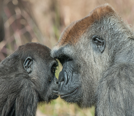 Adult and young gorillas face to face