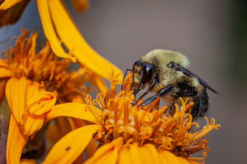 The bee is harvesting nectar from flowers, close-up.